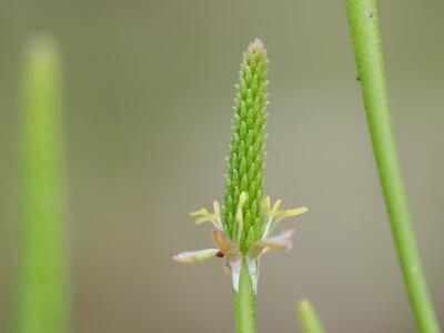 myosurus minimus detail