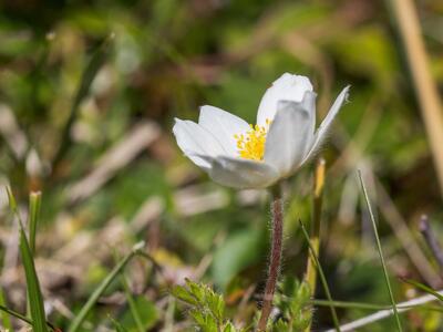 pulsatilla alpina ssp alpina