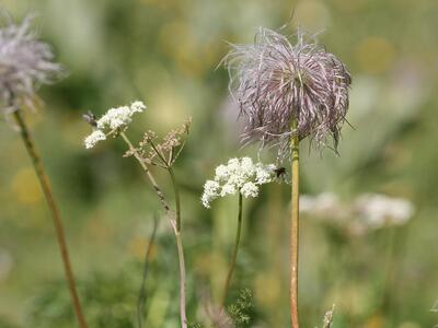 pulsatilla alpina ssp alpina frucht