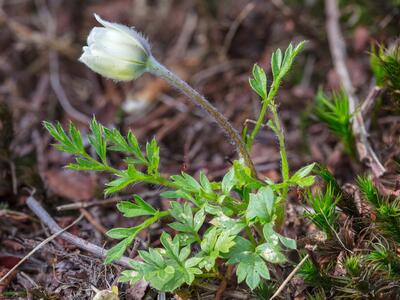 pulsatilla alpina ssp sudetica