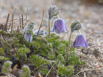 pulsatilla armena