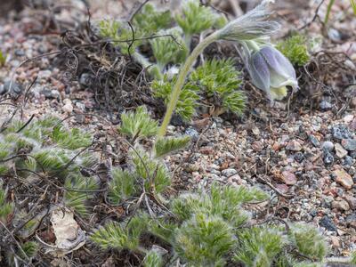 pulsatilla georgica