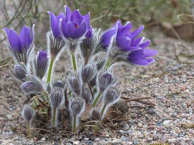 pulsatilla halleri ssp slavica