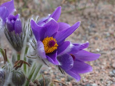 pulsatilla halleri ssp slavica detail