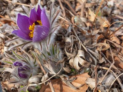 pulsatilla halleri ssp styriaca