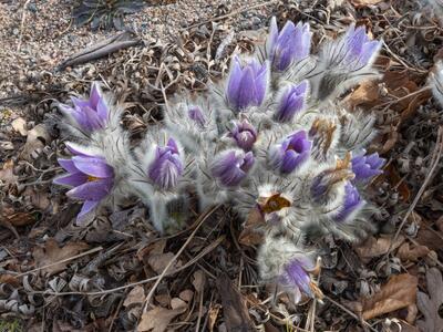 pulsatilla halleri ssp tauricola