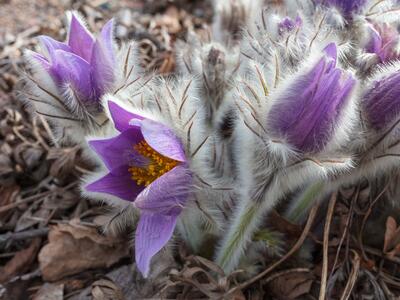 pulsatilla halleri ssp tauricola detail