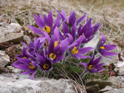 pulsatilla montana