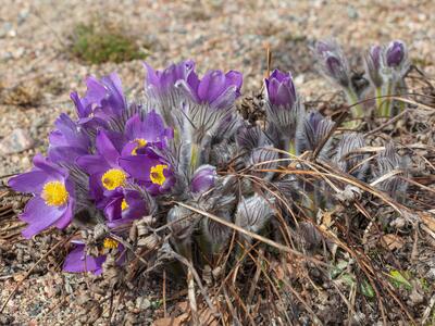 pulsatilla patens