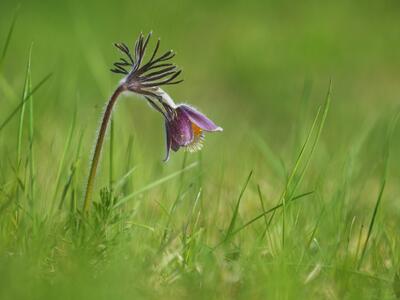 pulsatilla pratensis