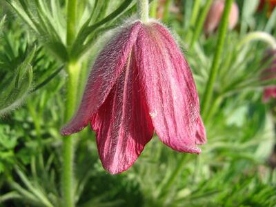 pulsatilla rubra