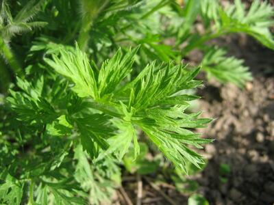 pulsatilla rubra blatt