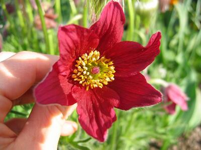 pulsatilla rubra bluete