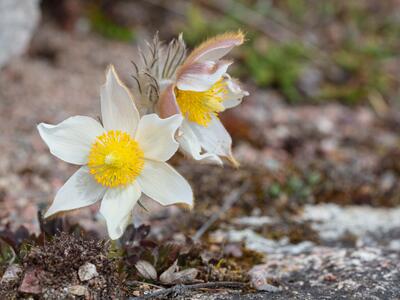 pulsatilla vernalis