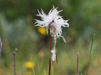 pulsatilla vernalis frucht