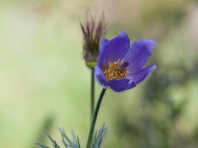 pulsatilla vulgaris ssp gotlandica