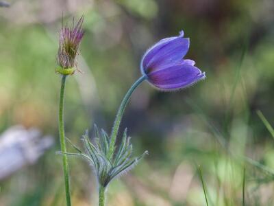 pulsatilla vulgaris ssp gotlandica habitus