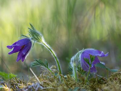 pulsatilla vulgaris ssp vulgaris