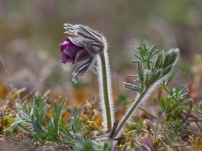 pulsatilla vulgaris x pratensis