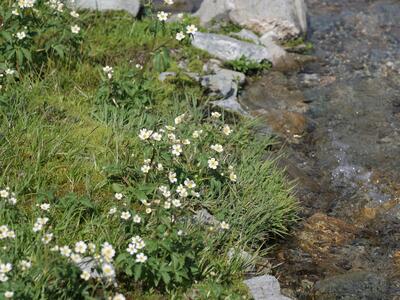 ranunculus aconitifolius