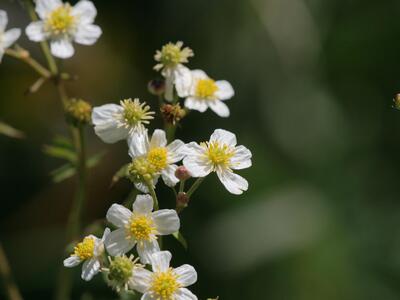 ranunculus aconitifolius detail