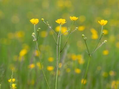 ranunculus acris