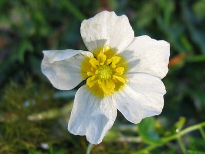 ranunculus aquatilis bluete