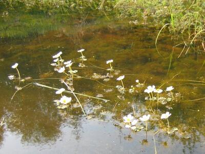 ranunculus aquatilis habitus