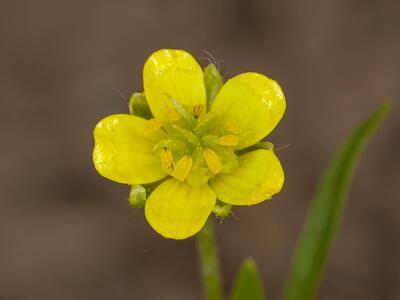 ranunculus arvensis bluete