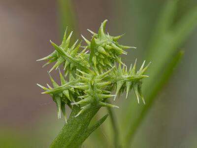 ranunculus arvensis frucht