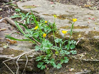 ranunculus auricomus agg