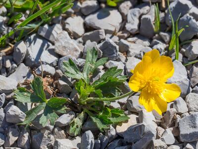 ranunculus breyninus