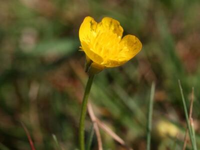 ranunculus bulbosus