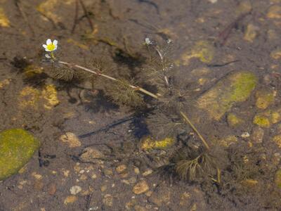 ranunculus circinatus