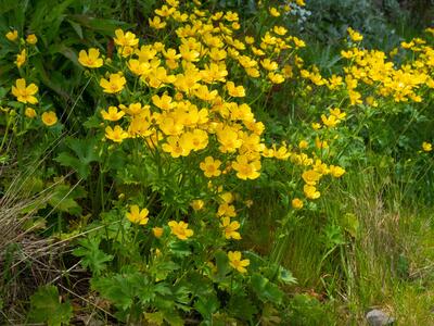 ranunculus cortusifolius var minor