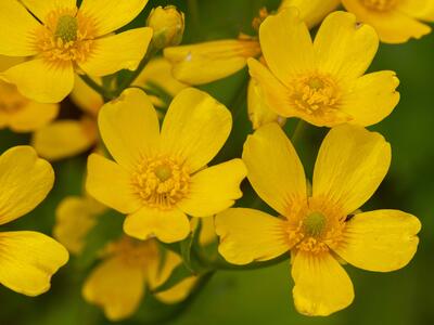 ranunculus cortusifolius var minor detail