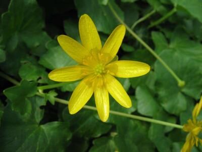 ranunculus ficaria