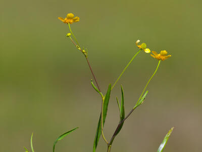 ranunculus flammula