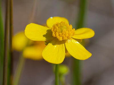 ranunculus flammula bluete