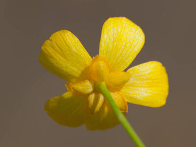 ranunculus flammula kelch