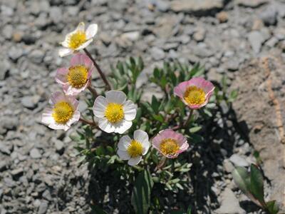 ranunculus glacialis