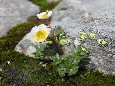 ranunculus glacialis habitus