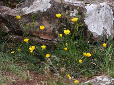 ranunculus illyricus