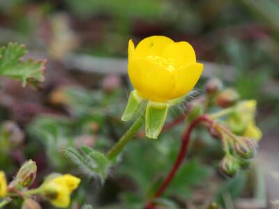 ranunculus illyricus detail