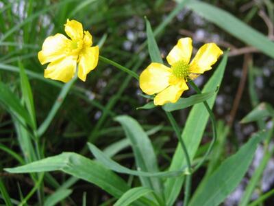 ranunculus lingua