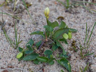 ranunculus ophioglossifolius