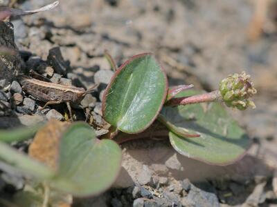 ranunculus parnassiifolius