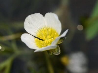 ranunculus peltatus