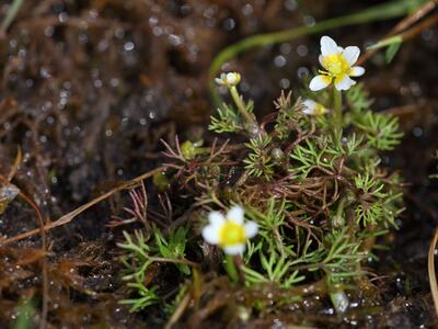 ranunculus peltatus ssp baudotii