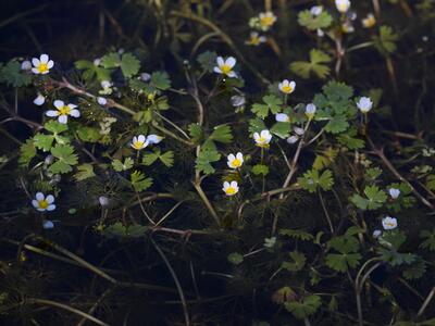 ranunculus peltatus ssp peltatus